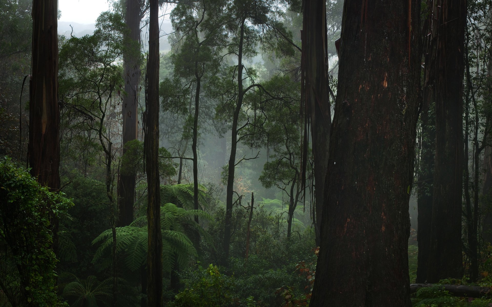 Misty Forest