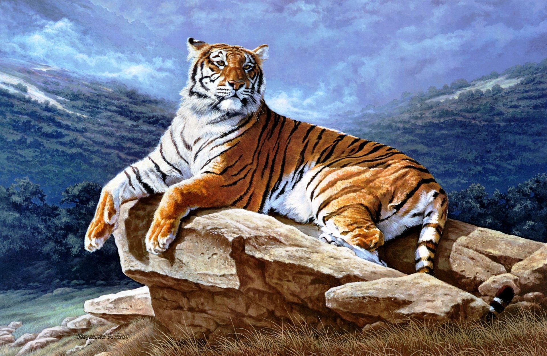 Download Animal Tiger HD Wallpaper