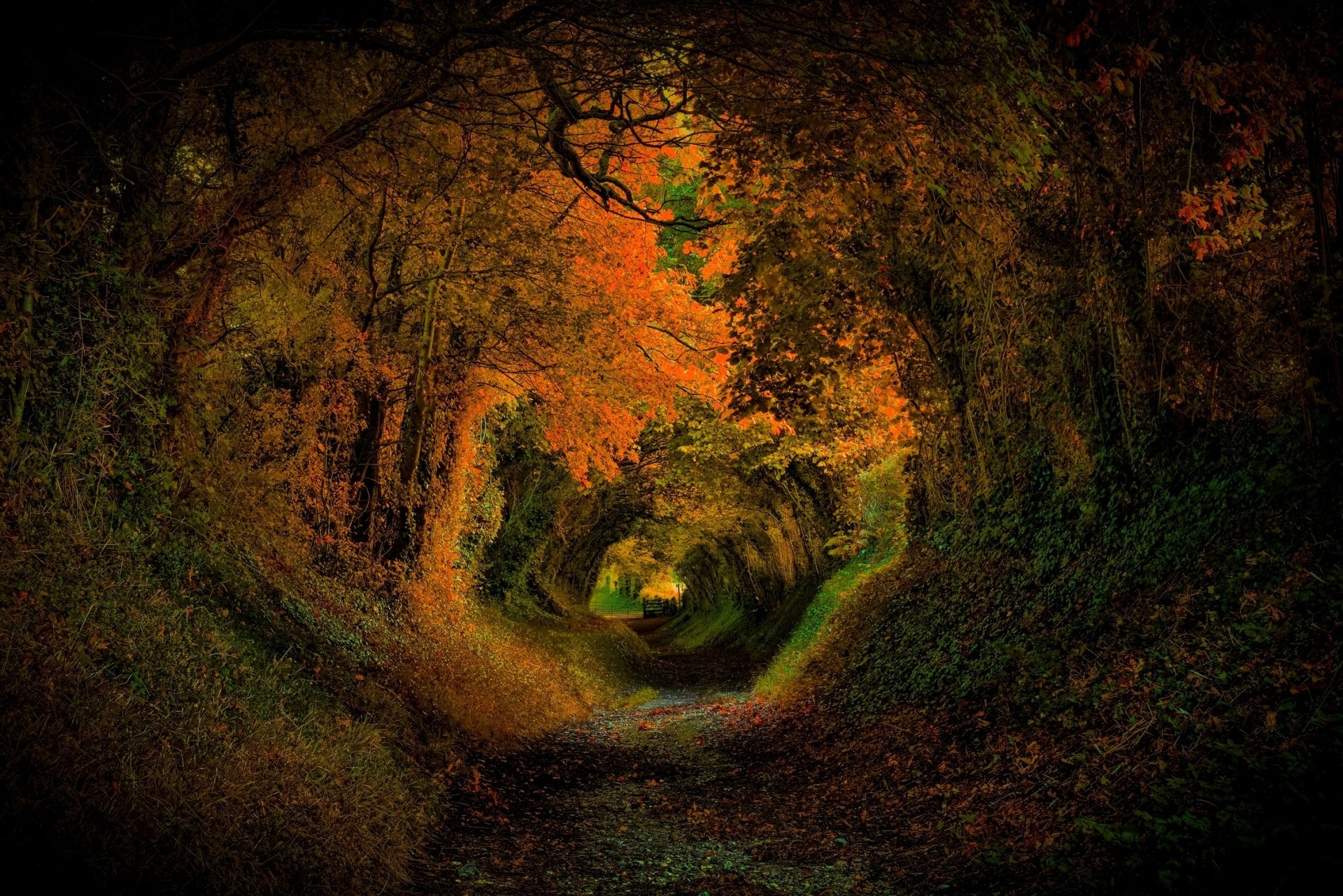 A captivating tunnel path through a forest, adorned with vibrant fall foliage, creating an enchanting atmosphere that draws you into nature's embrace. HD desktop wallpaper.