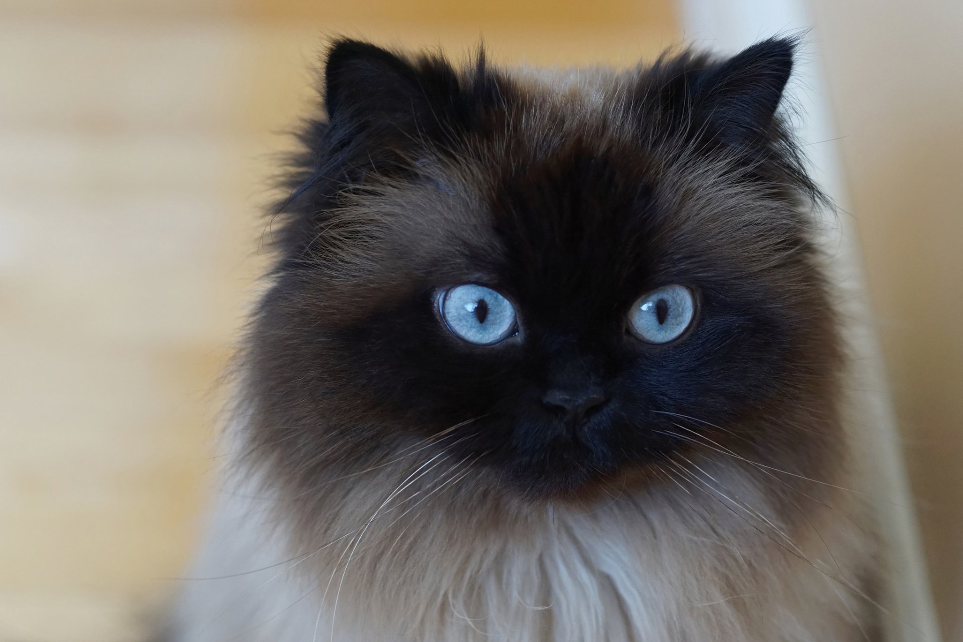 Himalayan cat hot sale blue eyes