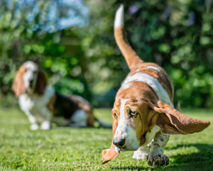 HD PC desktop wallpaper: sunny basset hound dog in foreground with ears flapping and a blurred garden background, playful animal scene.