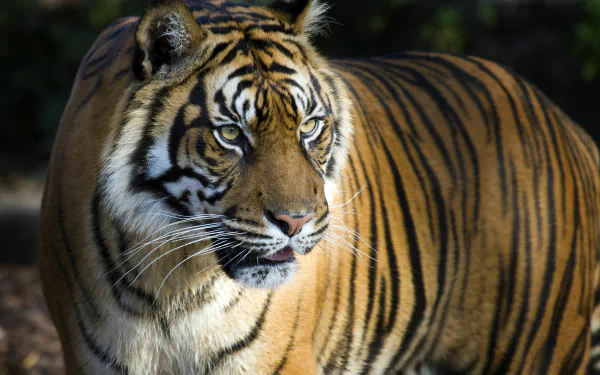 Close-up of a tiger in natural light, detailed fur, vivid stripes and piercing eyes — 8K Ultra HD PC desktop wallpaper/background.