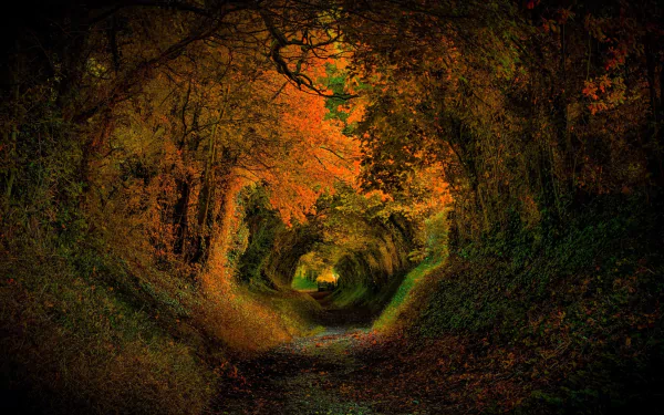 A captivating tunnel path through a forest, adorned with vibrant fall foliage, creating an enchanting atmosphere that draws you into nature's embrace. HD desktop wallpaper.