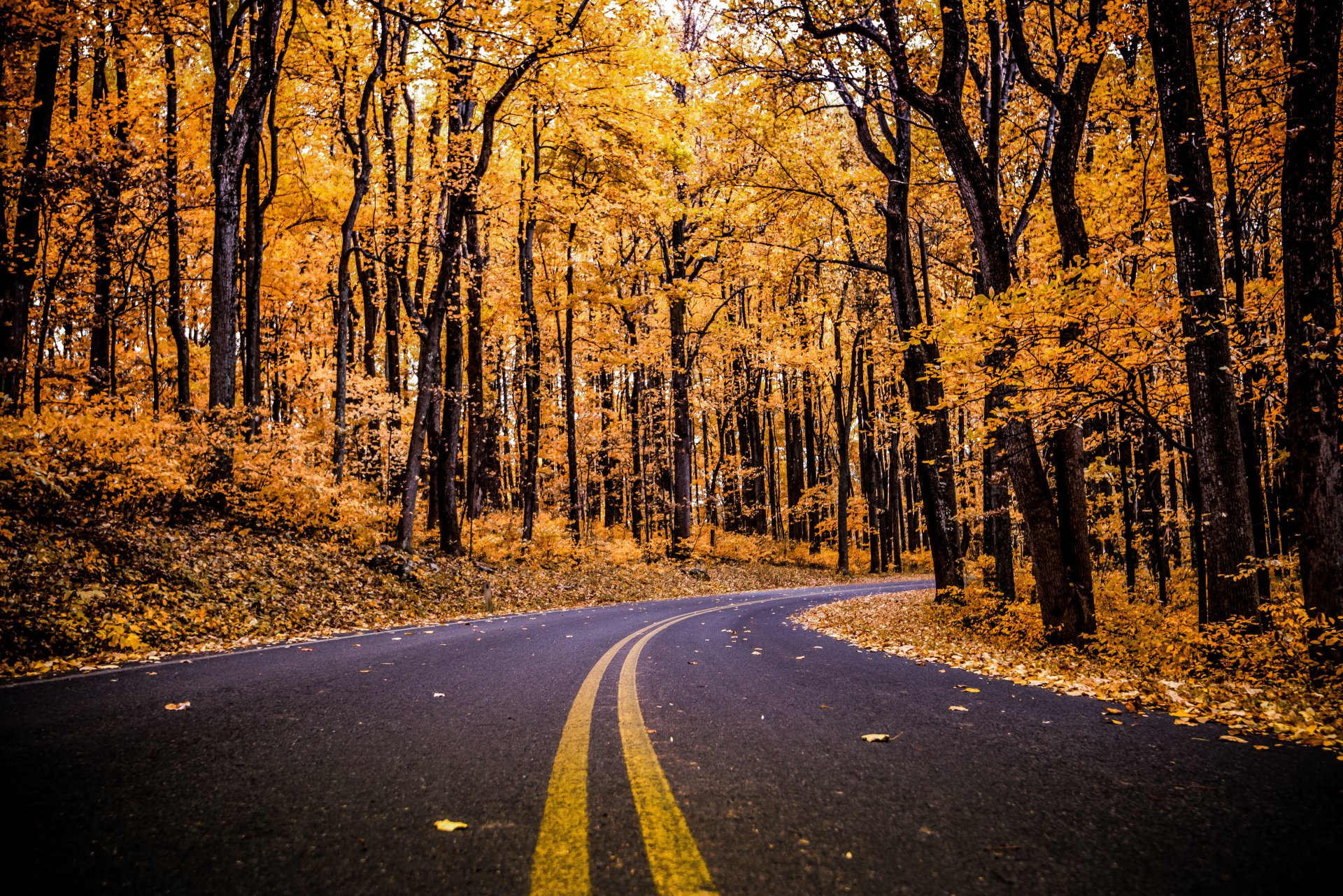 A winding man-made road curves through a dense forest with vibrant fall foliage, captured in stunning 4K Ultra HD for a PC desktop wallpaper background.