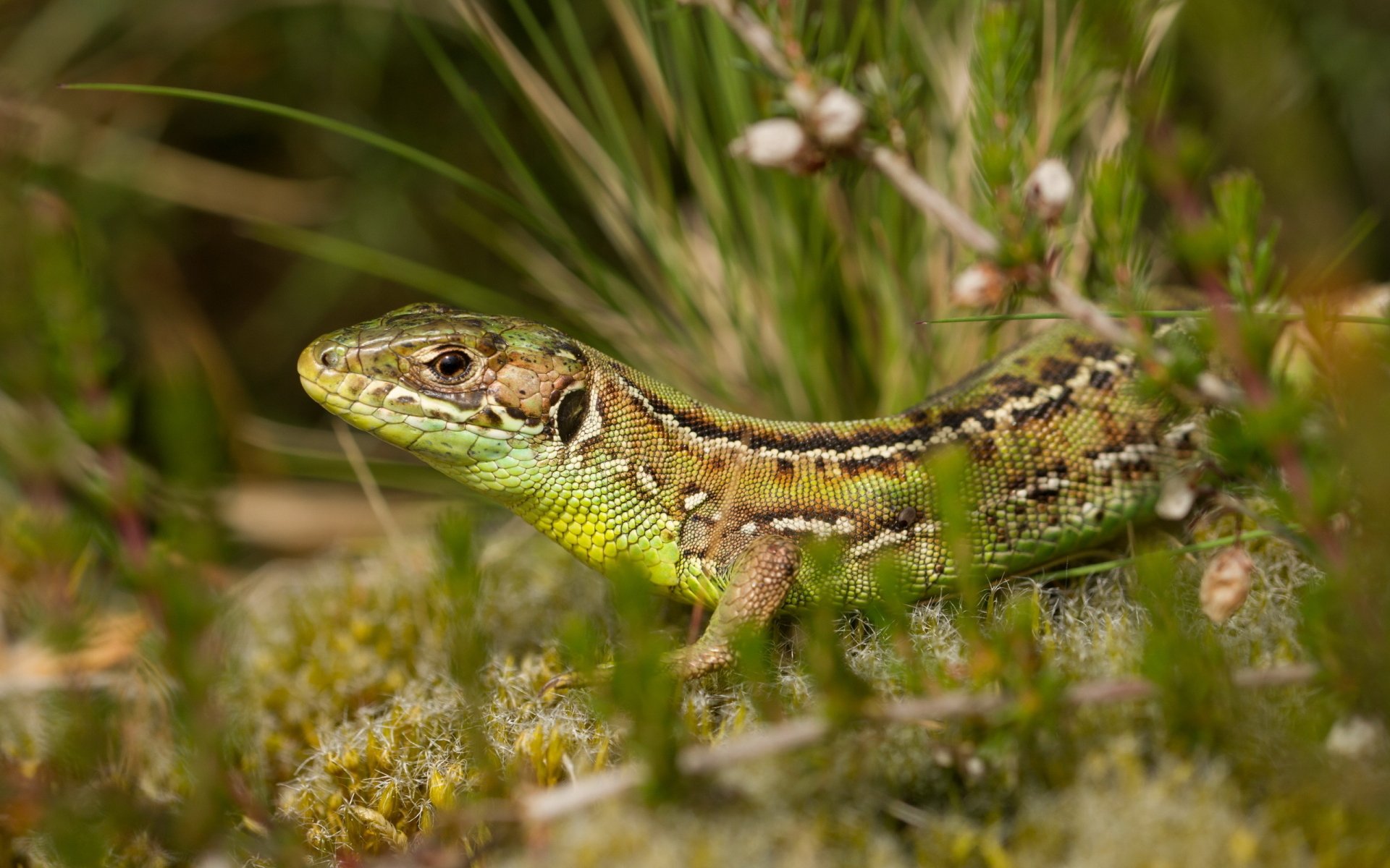 HD desktop wallpaper featuring a close-up of a lizard camouflaged among green grass and moss in a natural outdoor setting.