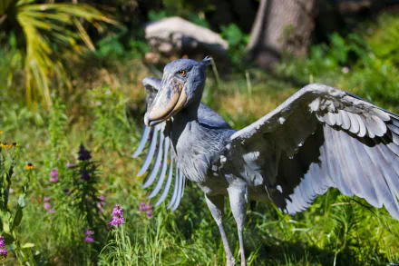 Animal Shoebill HD Desktop Wallpaper | Background Image