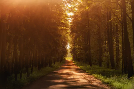 forest nature path HD Desktop Wallpaper | Background Image