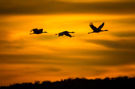 Silhouettes of three cranes flying against a golden sunset sky, captured in stunning 4K Ultra HD as a PC desktop wallpaper background.