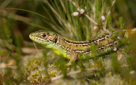 Animal lizard HD Desktop Wallpaper | Background Image