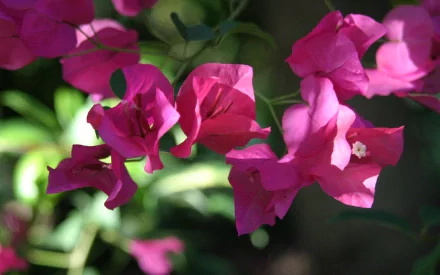 Vibrant pink bougainvillea flowers in natural sunlight, captured in high definition for a nature-themed PC desktop wallpaper.