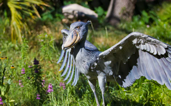Animal Shoebill HD Desktop Wallpaper | Background Image