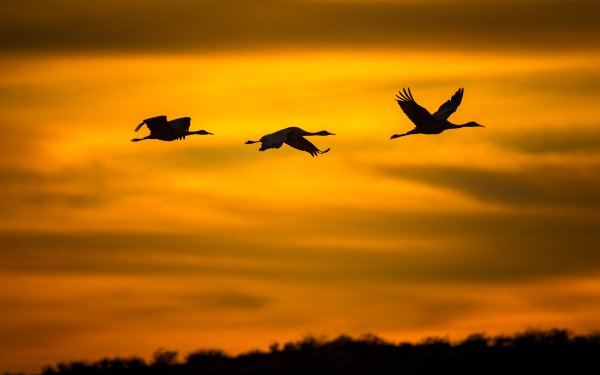 Animal Crane Birds Cranes Flight Sunset Silhouette Sky HD Wallpaper | Background Image