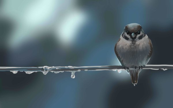 Animal Sparrow Birds Passerines Bird HD Wallpaper | Background Image