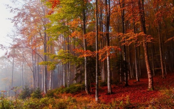 Earth Forest Fall Tree HD Wallpaper | Background Image