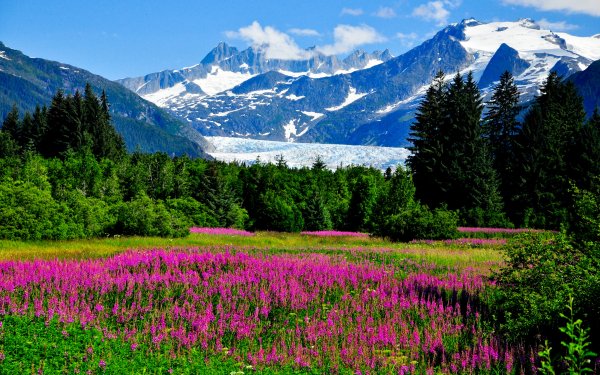 Earth Mountain Mountains Purple Flower Nature Flower Landscape Meadow HD Wallpaper | Background Image