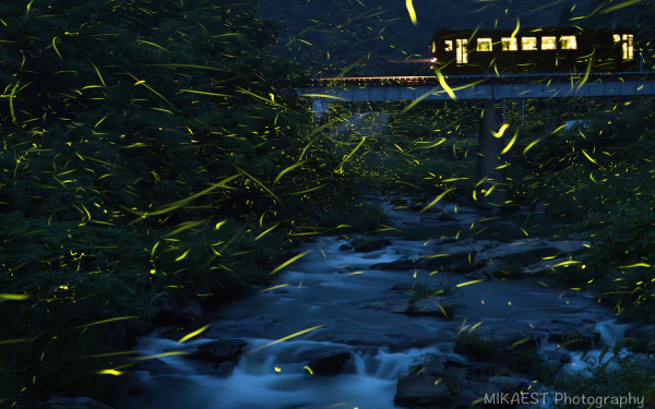 stream train night glowworm Animal firefly HD Desktop Wallpaper | Background Image