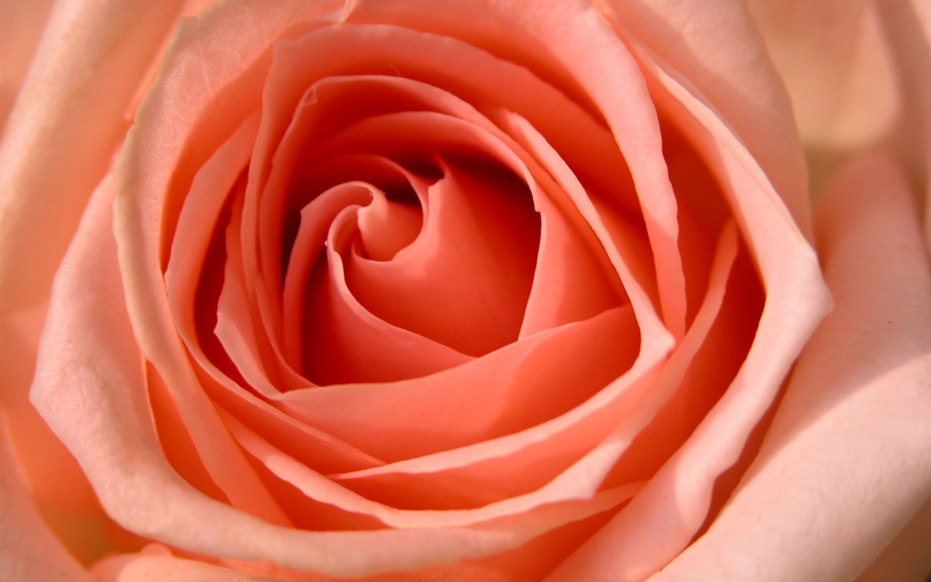 Цвет чайная роза это какой цвет фото