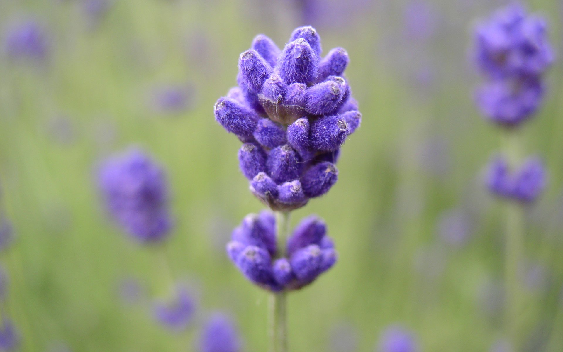 Close-up of a vibrant purple lavender flower in bloom, captured in HD, with a softly blurred green and purple background, designed as a nature-themed PC desktop wallpaper.