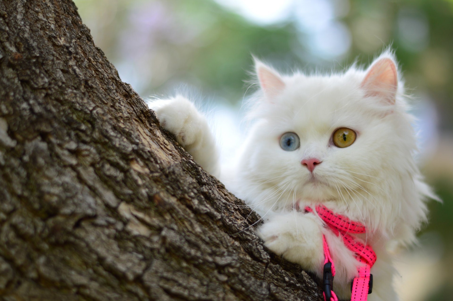 Download Heterochromia Animal Cat 4k Ultra HD Wallpaper