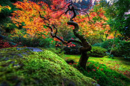 Vibrant fall colors highlight a twisted tree and lush bushes in a serene Japanese garden, captured in sharp detail for an HD PC desktop wallpaper.