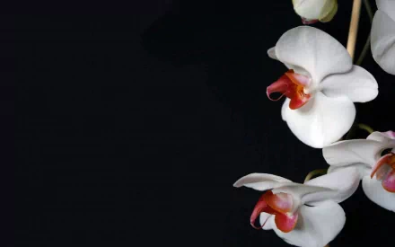 A close-up of elegant white orchids with reddish accents against a dark background, creating a stunning nature-inspired desktop wallpaper.