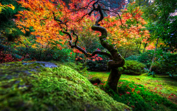 Vibrant fall colors highlight a twisted tree and lush bushes in a serene Japanese garden, captured in sharp detail for an HD PC desktop wallpaper.