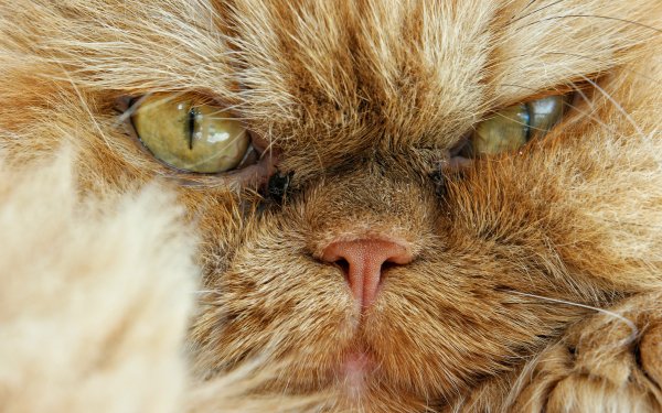 Animal Cat Cats Close-Up Face HD Wallpaper | Background Image