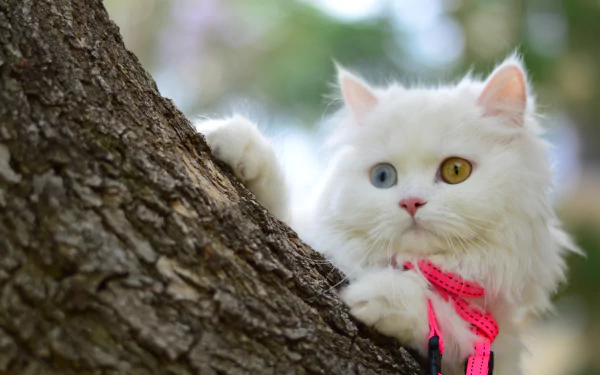 heterochromia Animal cat HD Desktop Wallpaper | Background Image