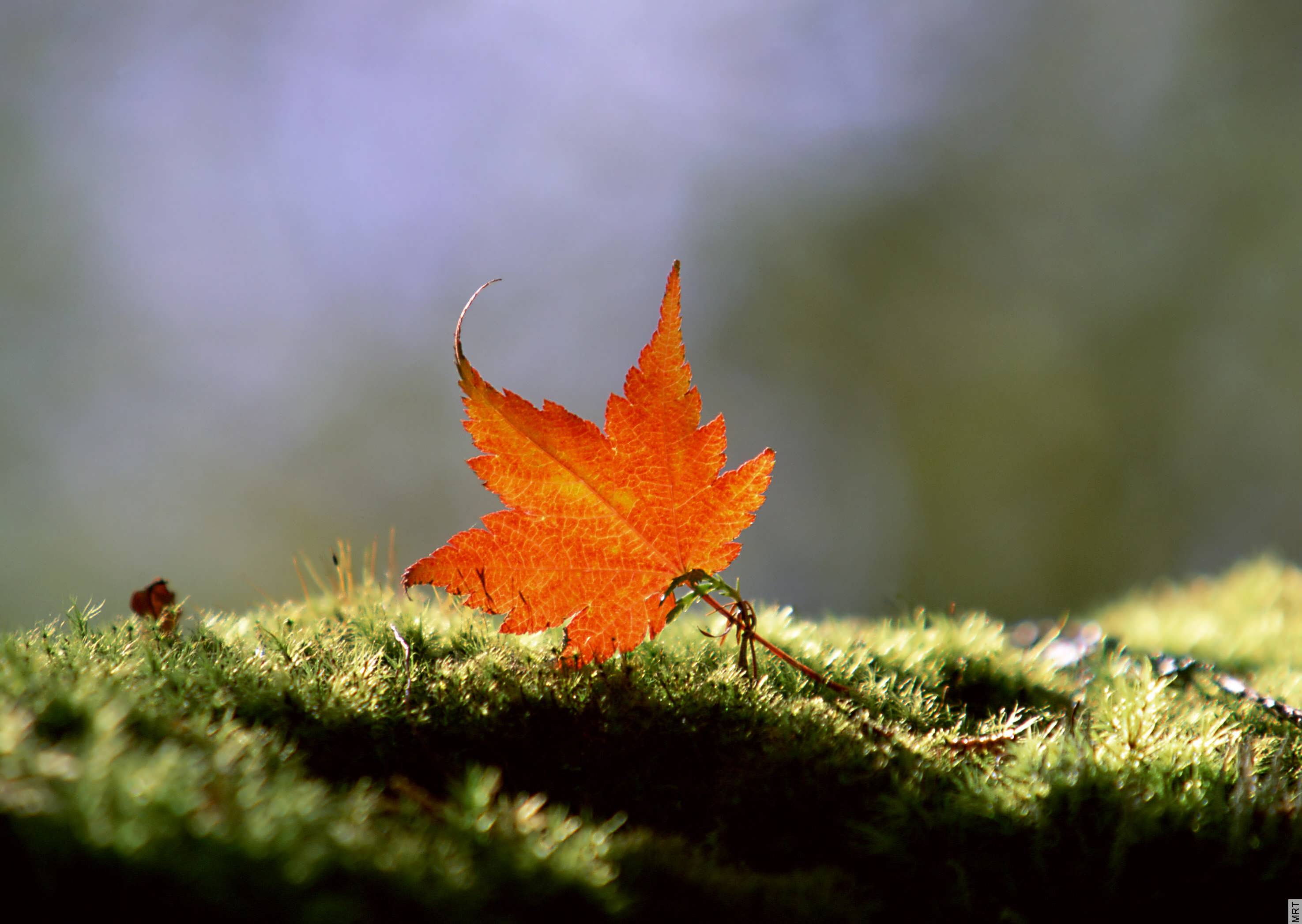 Terre/Nature Feuille Fond d'écran HD | Image