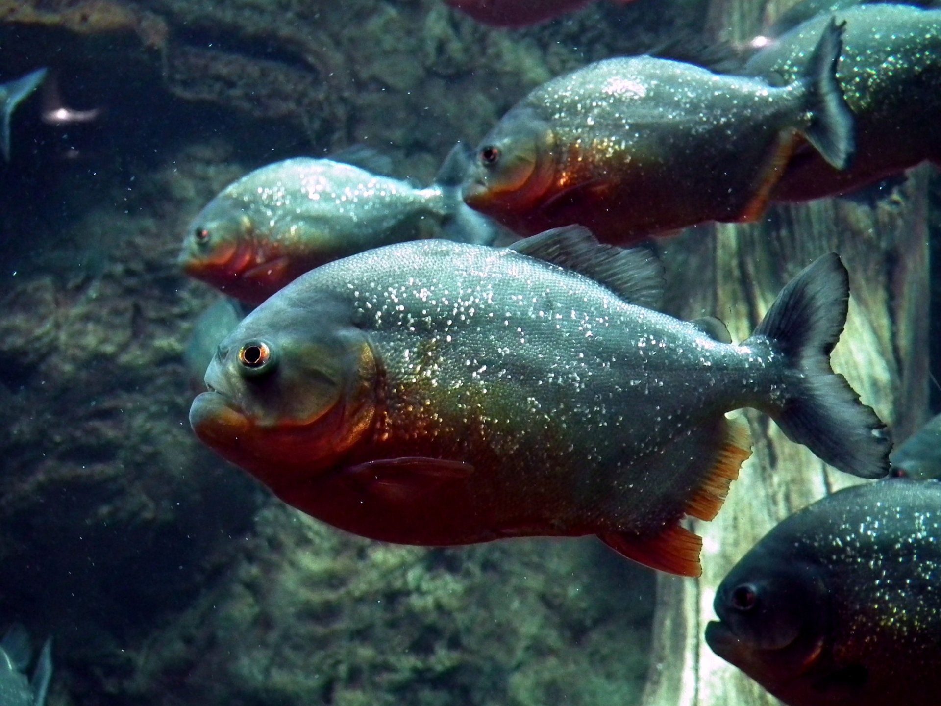 HD PC desktop wallpaper/background showing a school of silver-green piranha fish (Animal) with red bellies and sparkling scales swimming by a rocky underwater background.