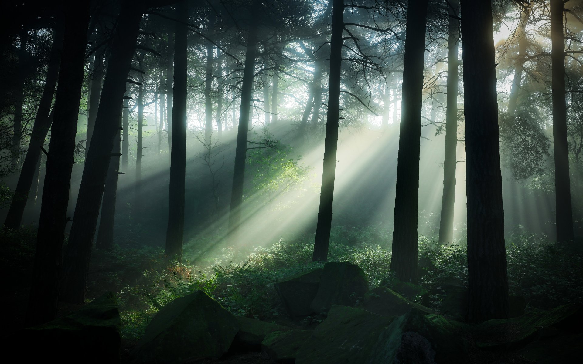 Sunbeams pierce through tall trees in a misty forest, captured in stunning 4K Ultra HD, creating a serene nature desktop wallpaper.