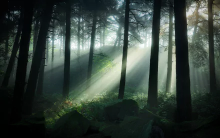 Sunbeams pierce through tall trees in a misty forest, captured in stunning 4K Ultra HD, creating a serene nature desktop wallpaper.