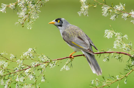  Noisy Miner (Manorina melanocephala) by Greg Oakley