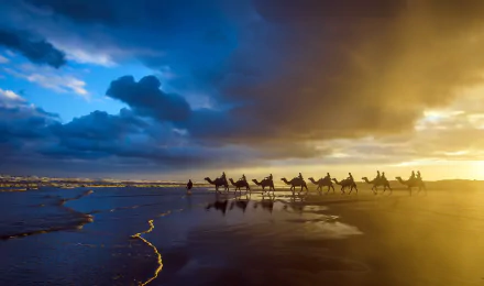A caravan of camels walks along a sandy beach under a dramatic sky, with clouds reflecting golden light on the water, creating a stunning HD desktop wallpaper.