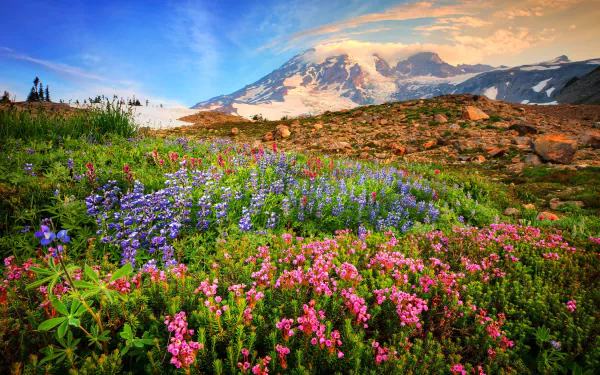  Mountain Wildflowers