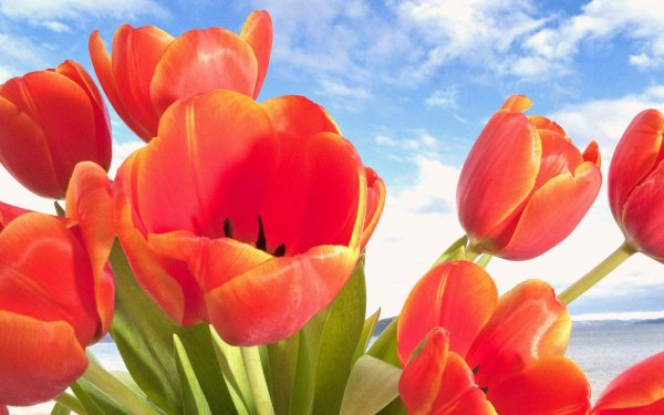 Earth Tulip Flowers Flower Orange Flower HD Wallpaper | Background Image