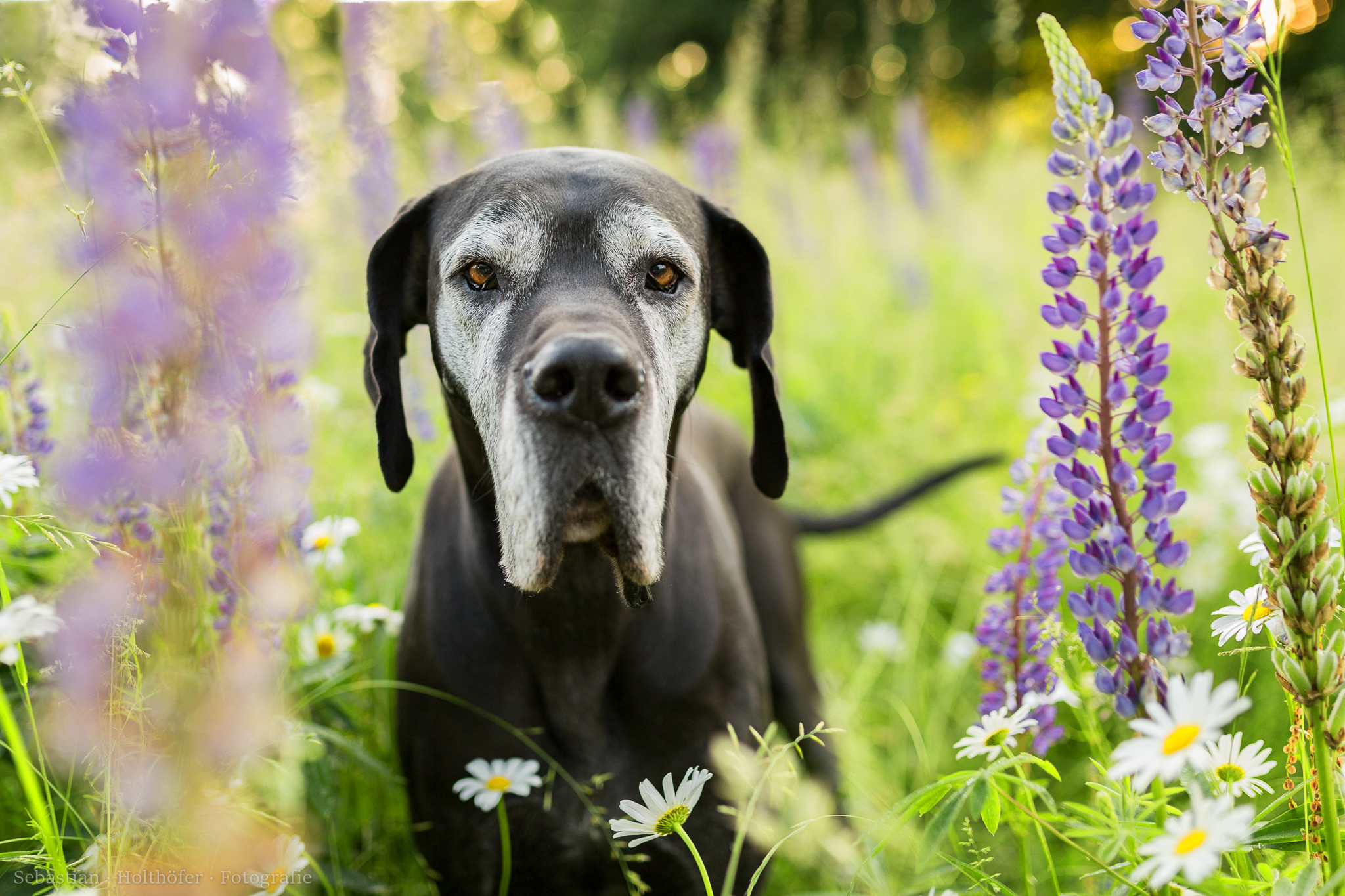 Dog HD Wallpaper by xxxBastixxx