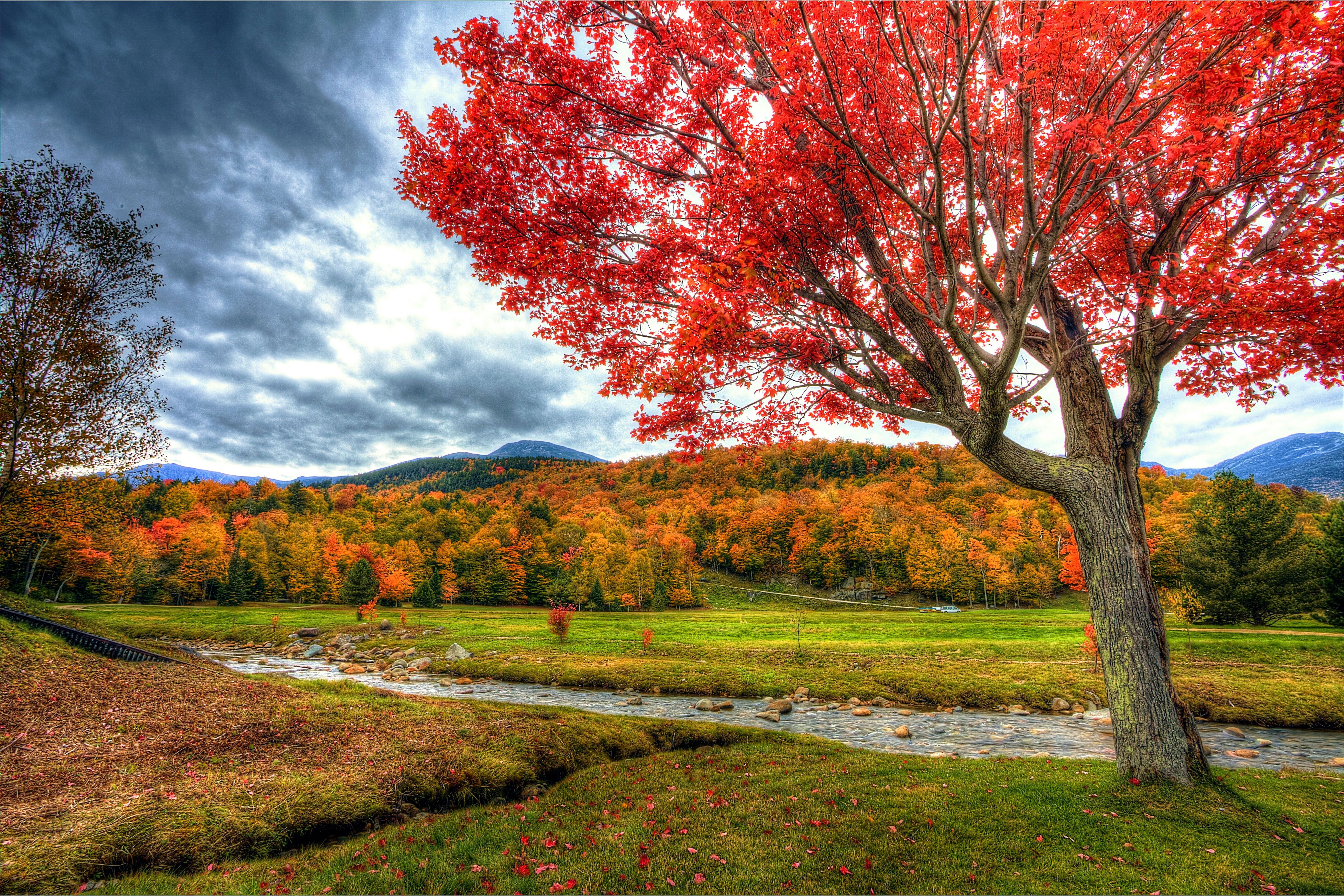 Осенний пейзаж. Природа осень. Природа осенью. Красивая осень. Красивые деревья осенью.