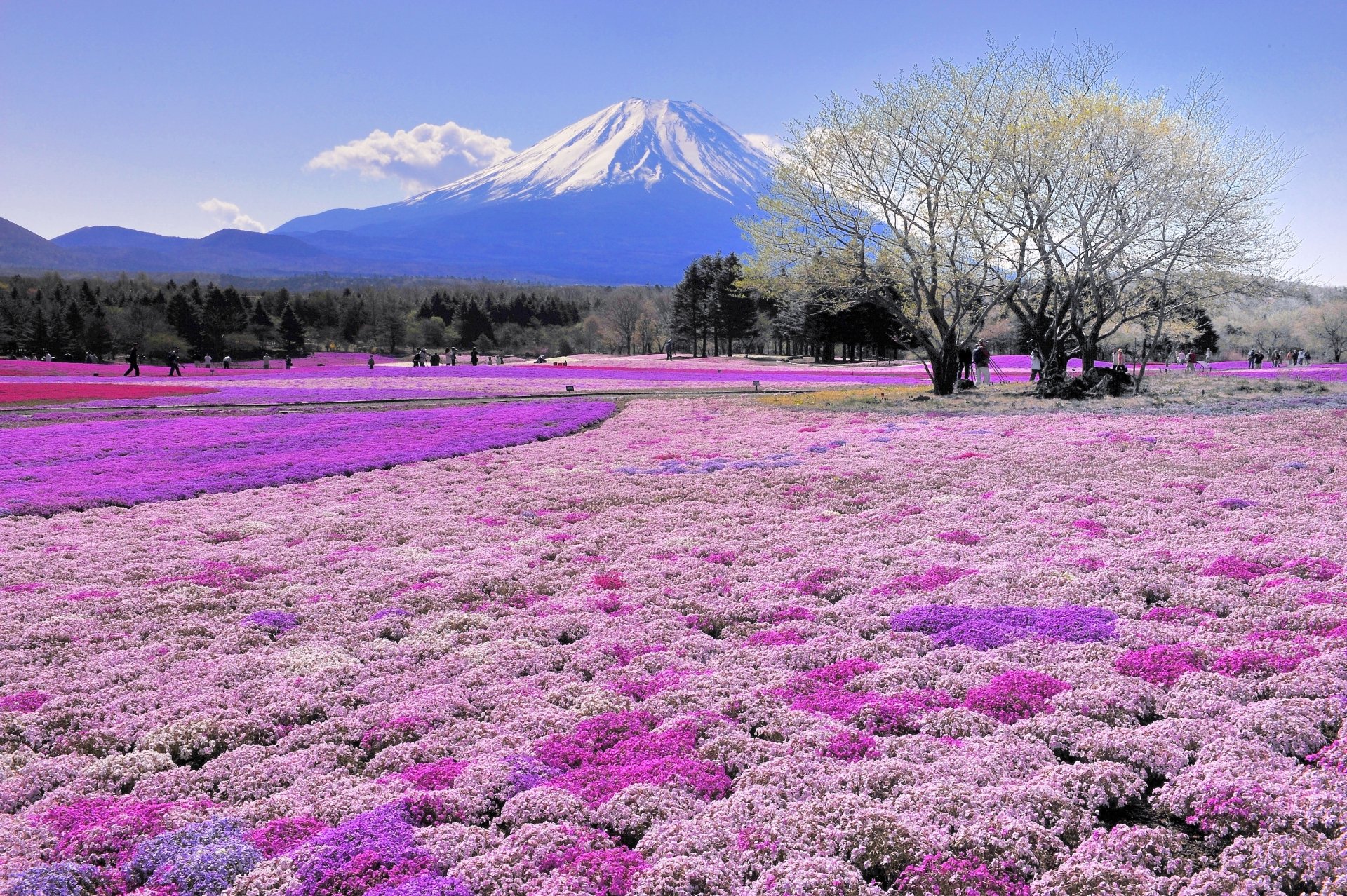 A vibrant field of pink and purple flowers with a tree stands before Mount Fuji under a clear sky, captured in stunning 4K Ultra HD for a PC desktop wallpaper.