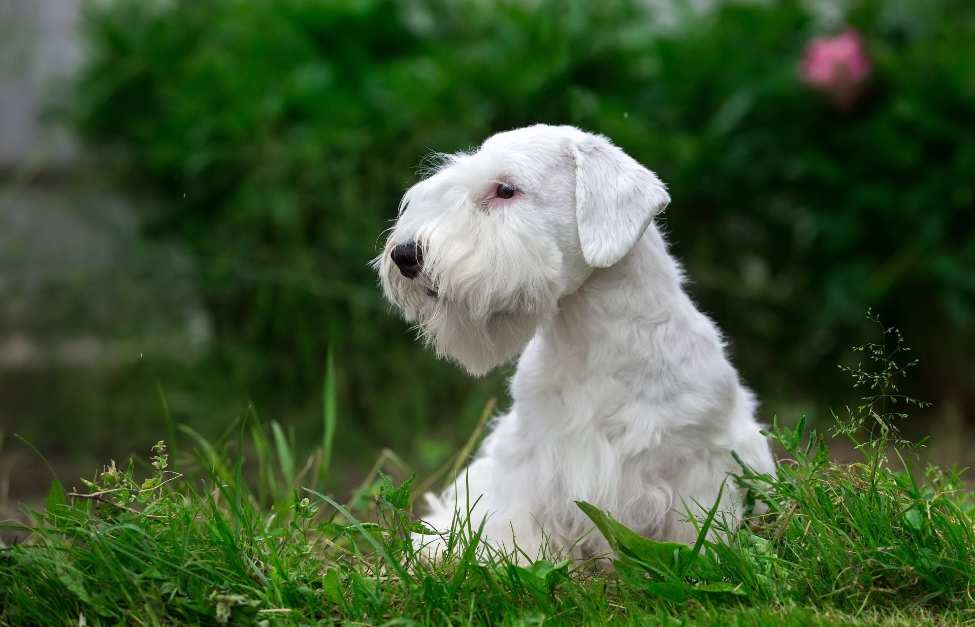Download Grass Dog Terrier Animal Sealyham Terrier HD Wallpaper