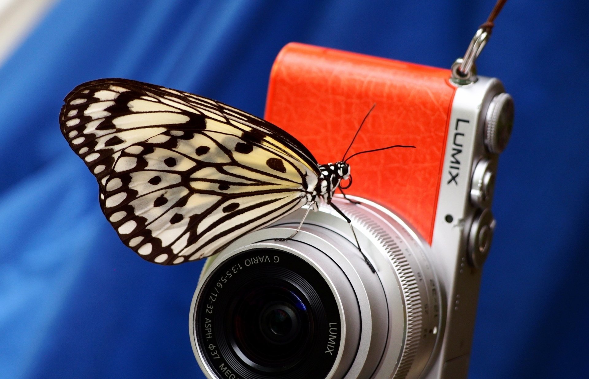 Download Butterfly Lumix Man Made Camera HD Wallpaper