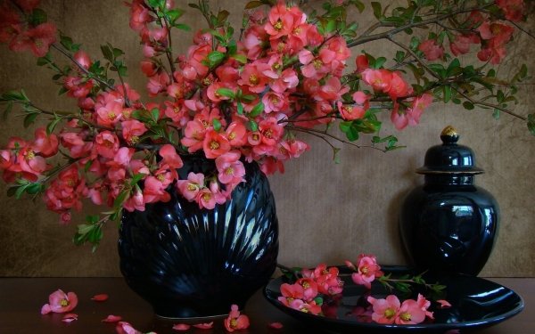 Photography Still Life Blossom Vase Flower Pink Flower HD Wallpaper | Background Image