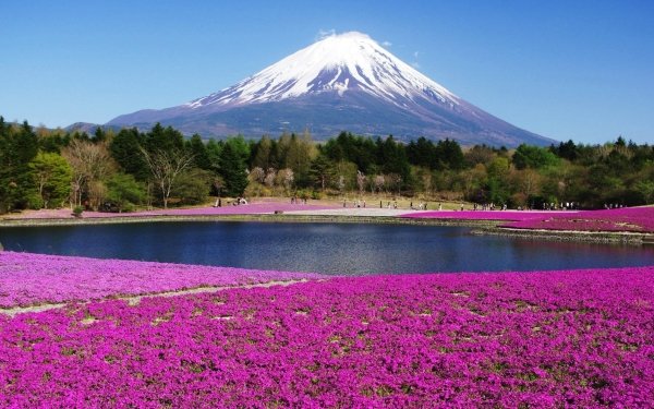 Nature Mount Fuji Volcanoes Mountain Lake Flower Landscape HD Wallpaper | Background Image