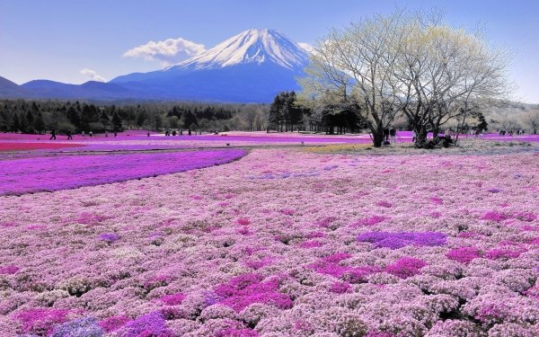 Nature Mount Fuji Volcanoes Mountain Flower Tree Field HD Wallpaper | Background Image