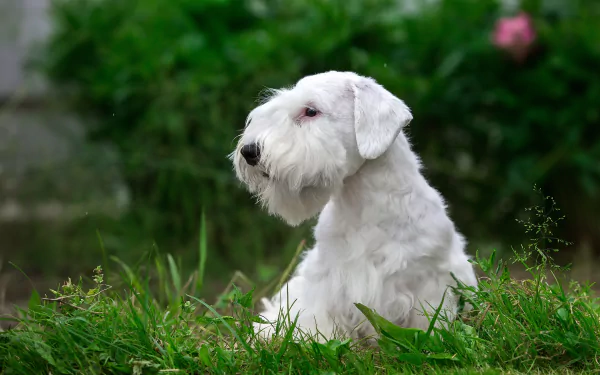 grass dog terrier Animal Sealyham Terrier HD Desktop Wallpaper | Background Image