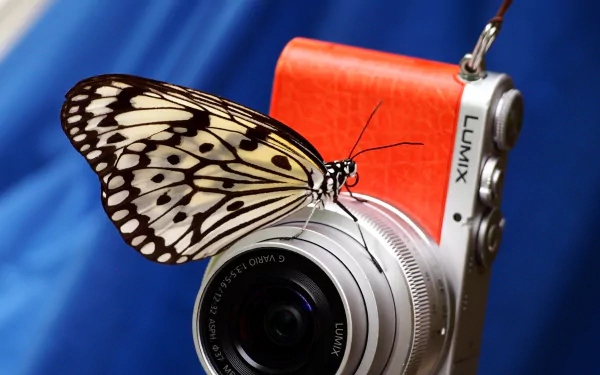 butterfly lumix man made camera HD Desktop Wallpaper | Background Image
