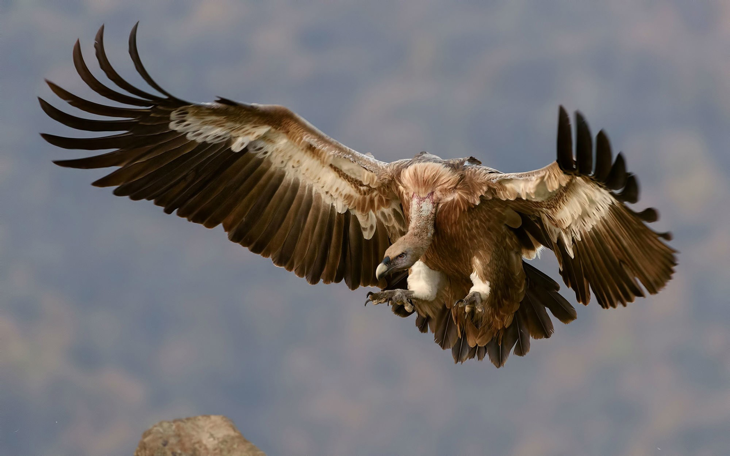 Animal Griffon Vulture HD Wallpaper | Background Image