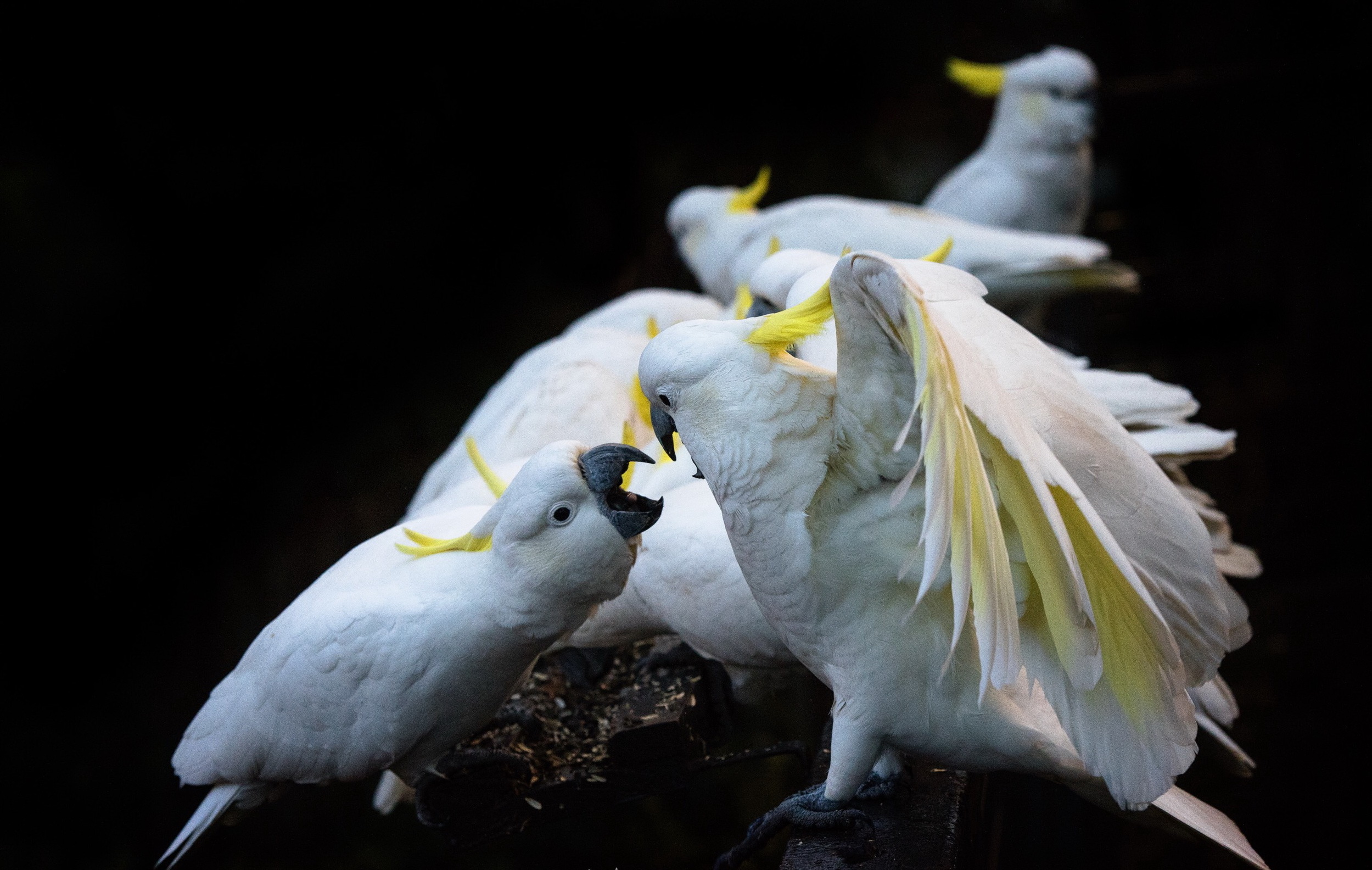 Animal Sulphur-crested cockatoo HD Wallpaper | Background Image
