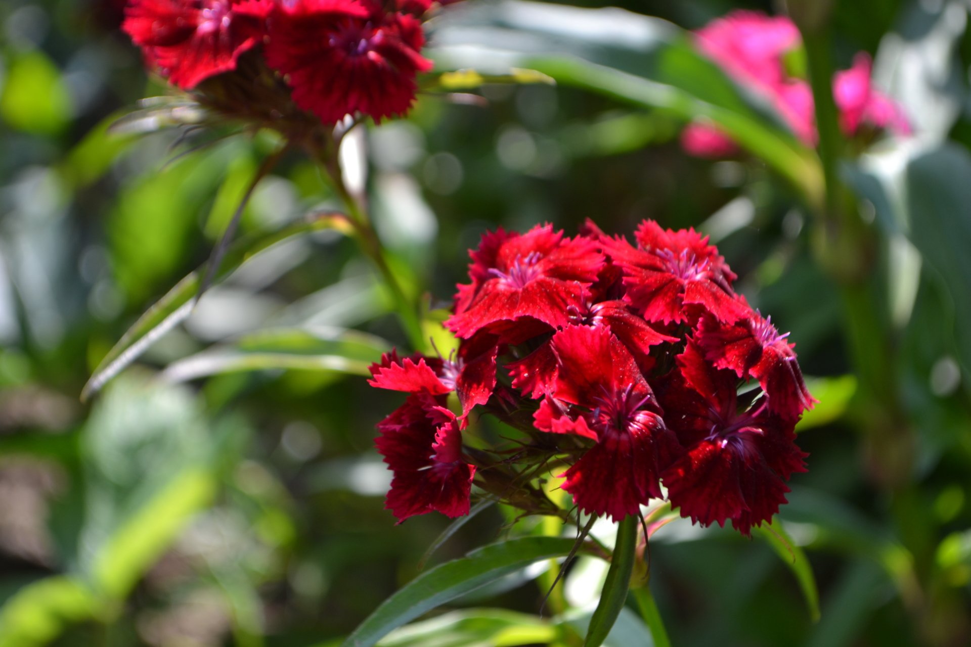 Download Red Flower Flower Nature Carnation 4k Ultra HD Wallpaper by Thobi