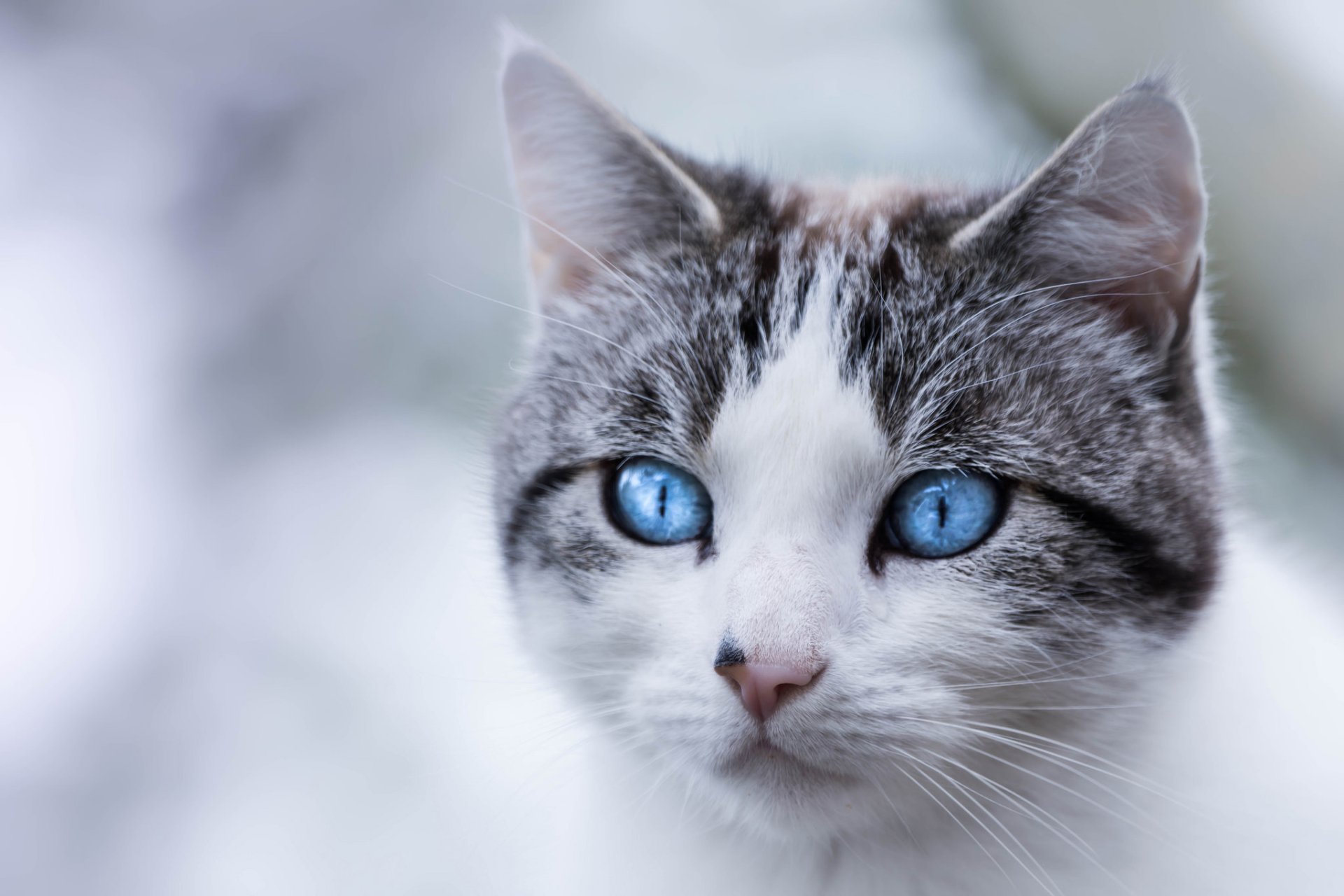 Download Head Blue Eyes Close-up Animal Cat HD Wallpaper | 2048x1365 ...